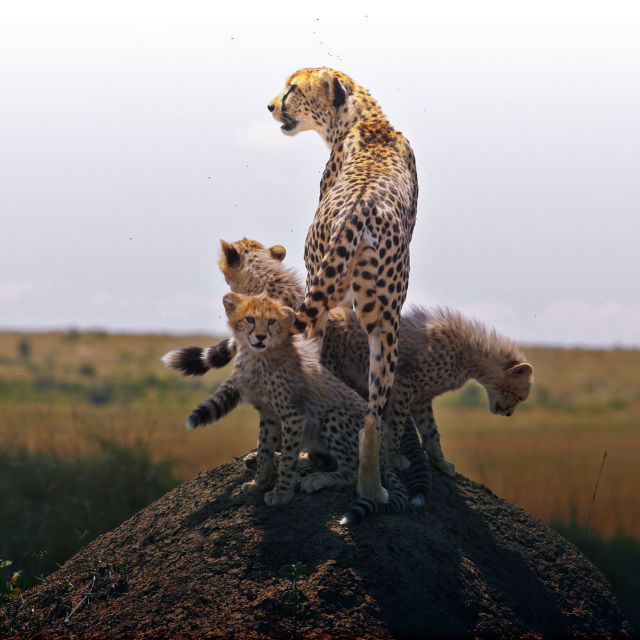 Gepard: Dødelig instinkt