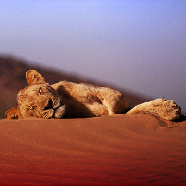 Konger som forsvinner: Løvene i Namibørkenen