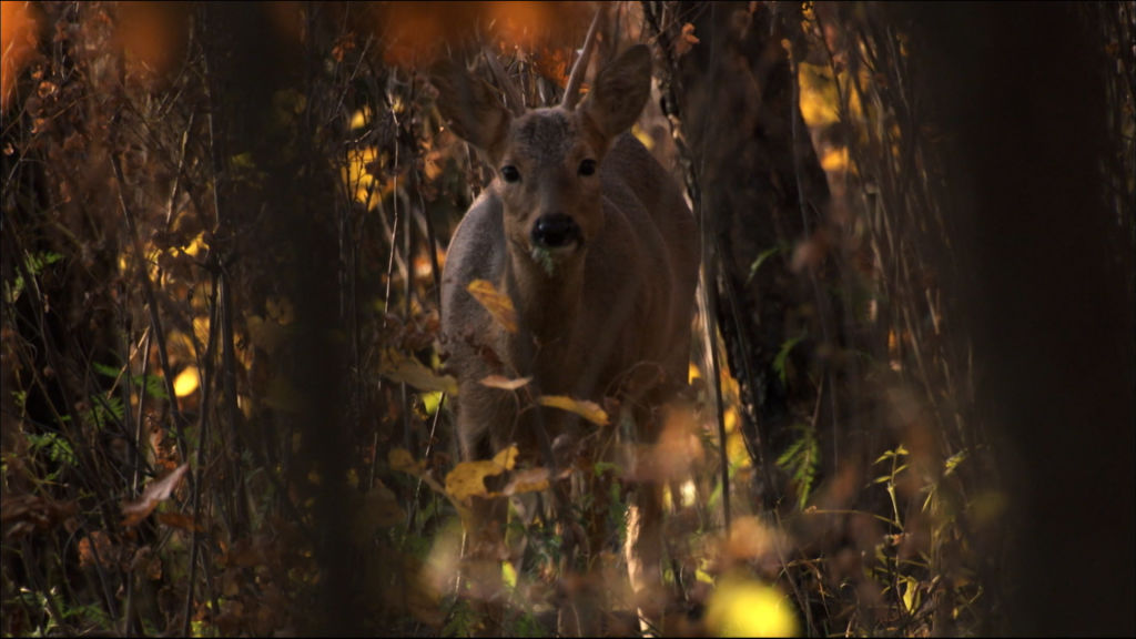 Nat geo wild 1080. Nat geo Wild camibe Rutube.