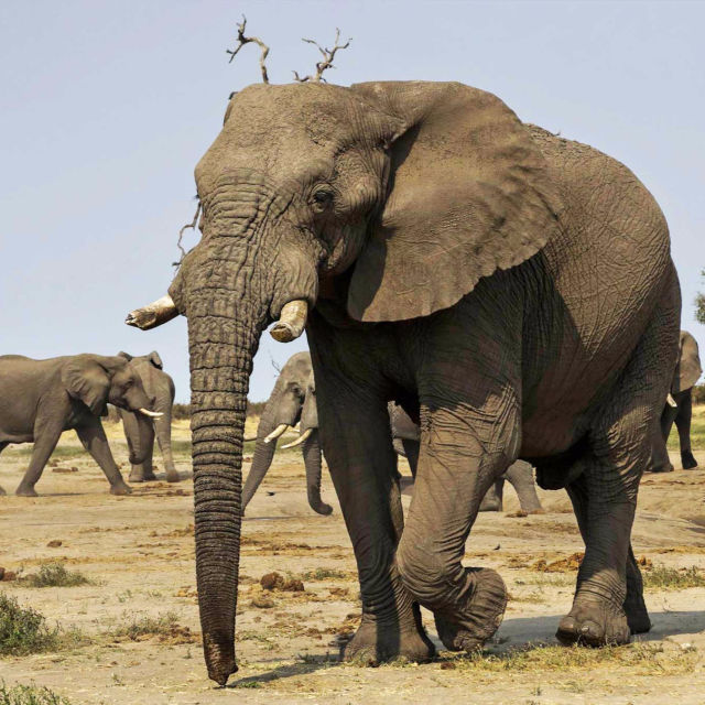 Elefant: Kongen av Kalahari
