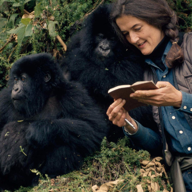 Dian Fossey - Mordgåten i gorillaens rike