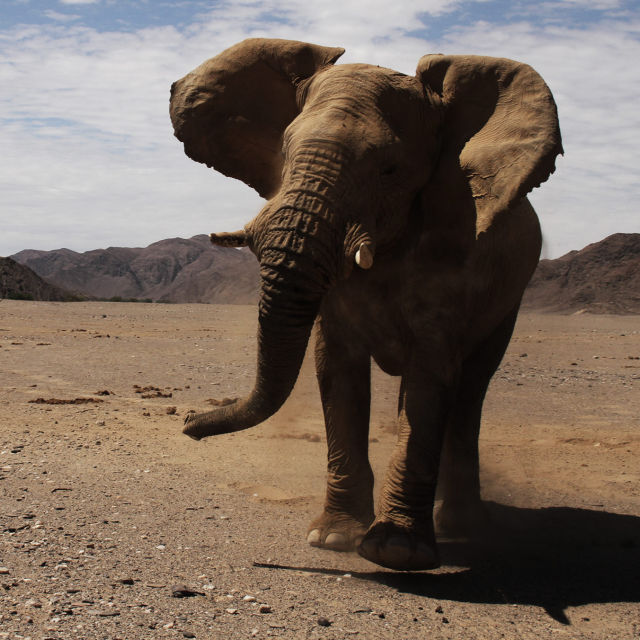 Hoanib -Ørkenelefantenes hemmeligheter