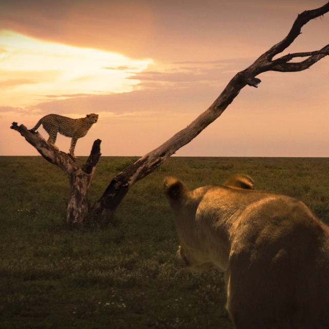 Kattekriger: Løve mot gepard