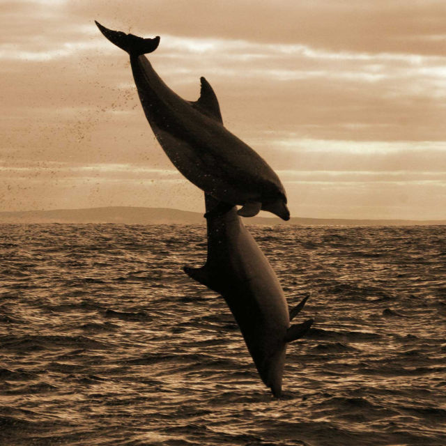 Delfindynastiet