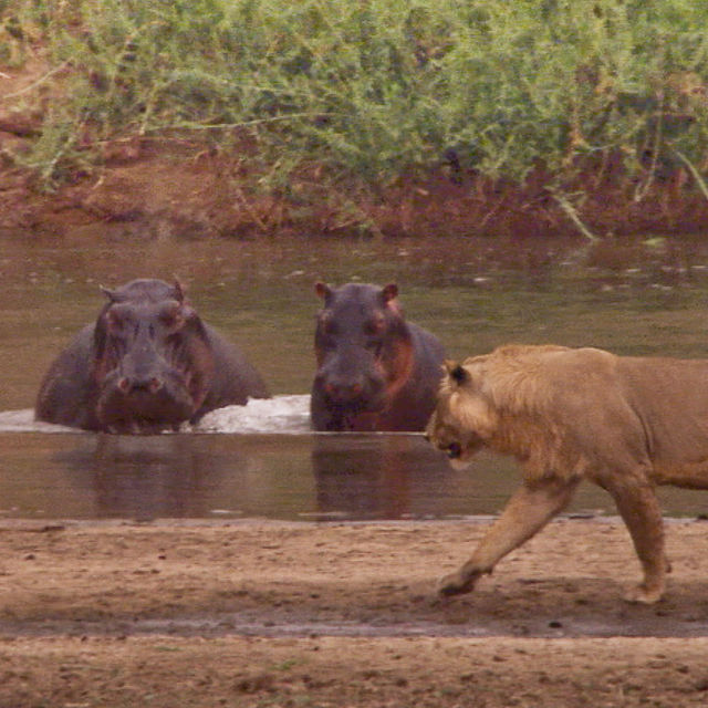 Rivaler: Flodhester mot løver