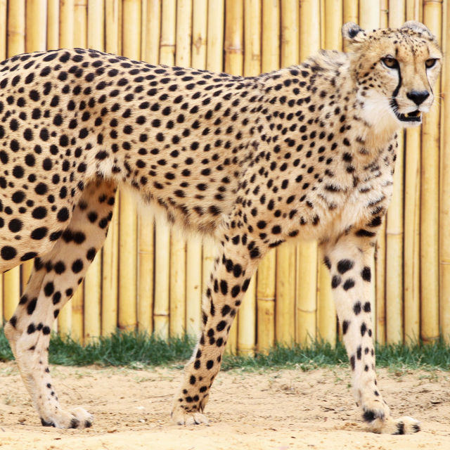 Menneske mot gepard