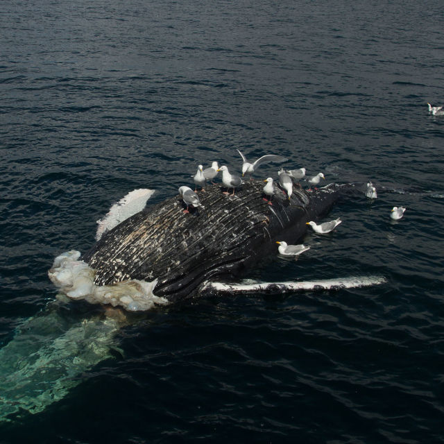 Verdens farligste hval
