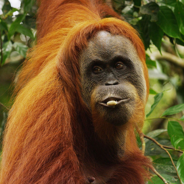 Orangutangenes siste Eden