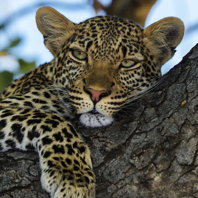 Leopardenes rike