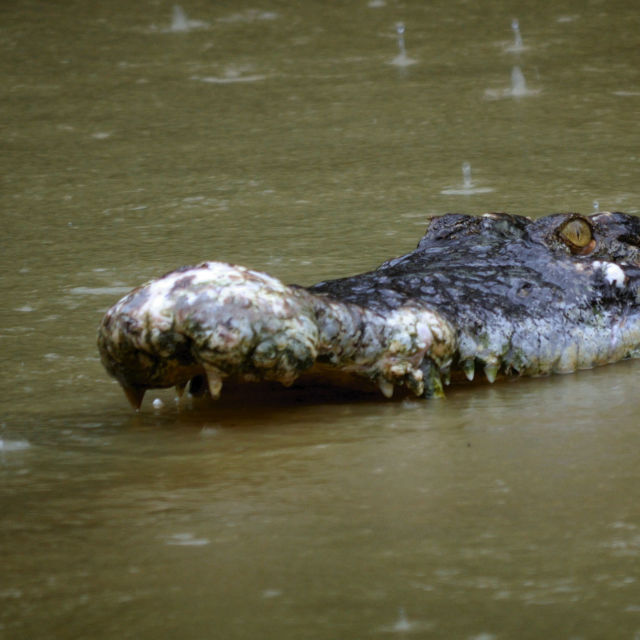 Verdens dødeligste krokodiller