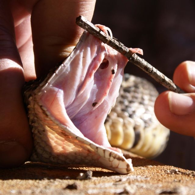 Slangenes mester: Frykt gifttennene
