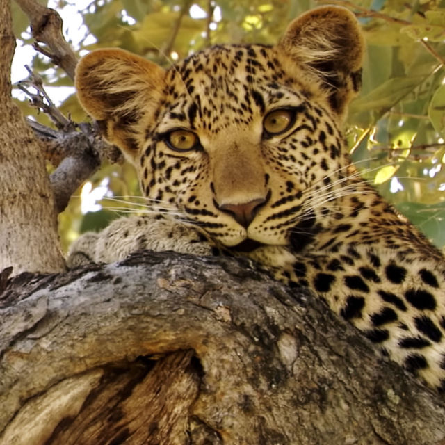Leopardens skjebne