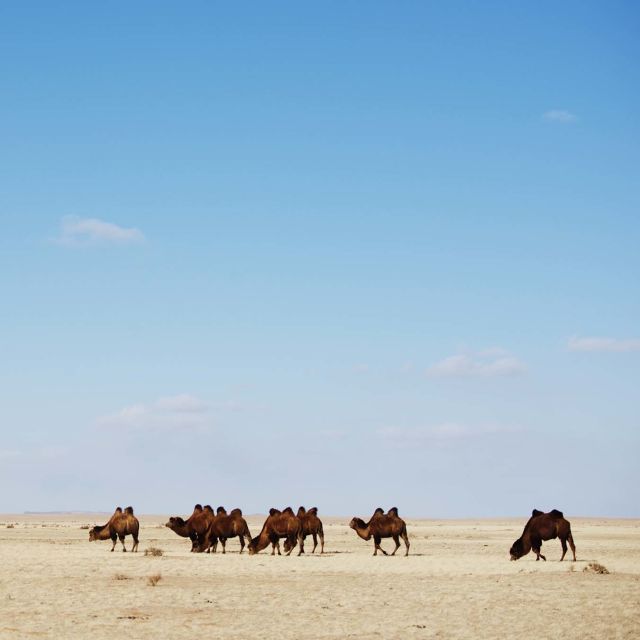 Ville Mongolia: Et ekstremt land