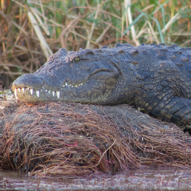 Krokodillenes hemmeligheter
